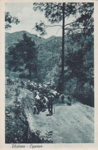 Cyprus Postcard Platres Troodos Shepherd With Flock Edwards