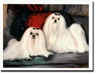 Maltese Pair Notecards 6 Note Cards W/ Envelopes By Ruth Maystead Mal - 5