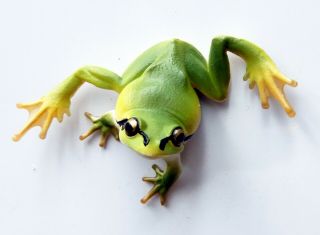 Kitan Club Ntc Mono Plus Japanese Tree Frog Detailed Magnet Figure