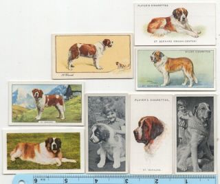 Saint Bernard Dog Pet Canine 8 Different Vintage Ad Cards 4