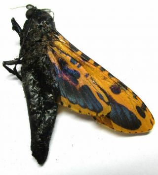 A012 Nl : Moths: Cossidae Species? 43.  5mm