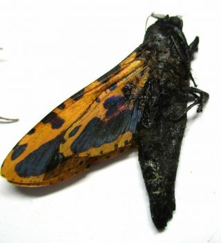 a012 NL : Moths: Cossidae species? 43.  5mm 2