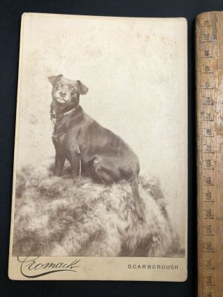 M Antique 1800s Cromack Scarborough Terrier Dog B&w Photo Portrait Cabinet Card