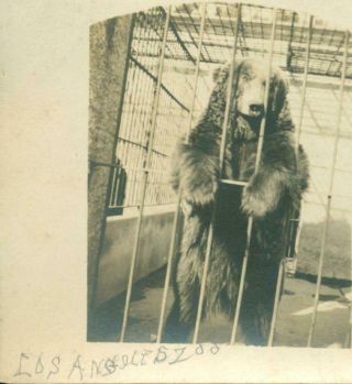 Vintage Grizzly Or Brown Bear Id 