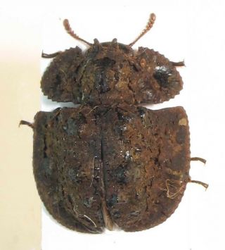 Tenebrionidae,  Tenebrionidae Sp.  192 (malaysia) - Very Rare