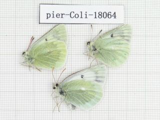 Butterfly.  Colias Sifanica Ssp.  China,  Gansu,  Xiahe County.  2m1f.  18064.