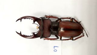 Lucanidae Lucanus Swinhoei 45mm Taiwan