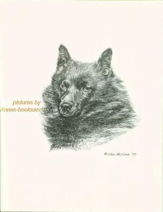 161 Schipperke Portrait Dog Art Print Pen And Ink Drawing By Jan Jellins