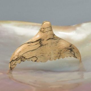 Whale Tail Fin Tamarind Wood Focal Bead For Pendant Carving Sculpture 2.  06 G