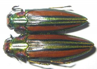 Buprestidae 2 Chrysochroa Lepida A1 (tanzania)