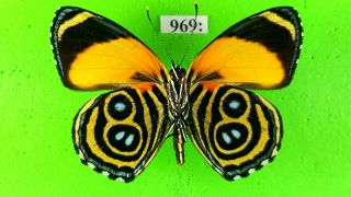 Nymphalidae Callicore Eunomia Eunomia F.  Aurantica Male From Peru Mounted 969