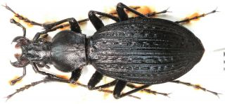 10.  Carabidae - Carabus (apotomopterus) Protenes Ssp.  Buycki.  Female
