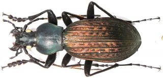 4.  Carabidae - Carabus (apotomopterus) Shun Aff.  Shun.  Fe Male