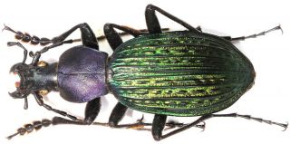 2.  Carabidae - Carabus (apotomopterus) Davidioides Aff.  Velox….  Male