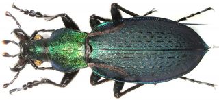 22.  Carabidae - Carabus (coptolabrus) Jankowskii Pseudosobaekensis.  Male