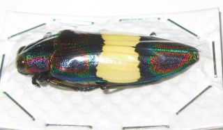 Chrysochroa ephippigera (Buprestidae) 2