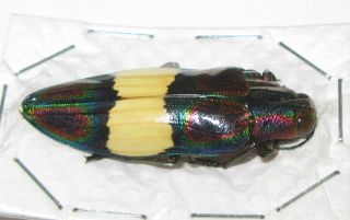 Chrysochroa ephippigera (Buprestidae) 3