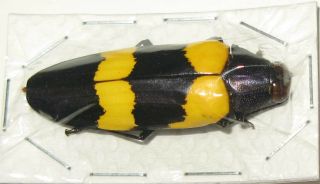 Chrysochroa Mniszechi (buprestidae)