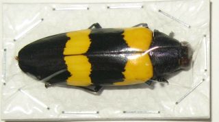 Chrysochroa mniszechi (Buprestidae) 2