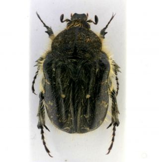 Coleoptera Beetles Cetoniidae Tropinota Paulae