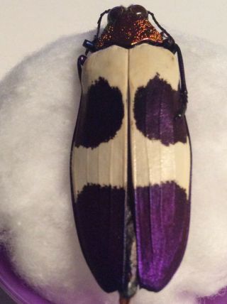 Real Bugs Insects Taxidermy Jewel Beetle 