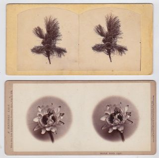 2x John P.  Soule,  ? : Floral Still - Lifes Triple Pond Lily Rare Svs 1860s