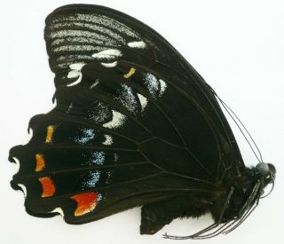 Papilio Gambrisius Buruanus Male From Buru Isl.