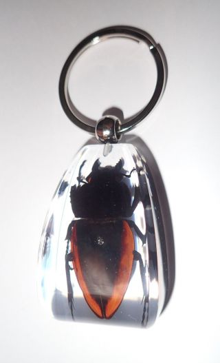 Insect Large Key Ring Golden Stag Beetle Odontolabis cuvera Specimen SK12 Clear 3