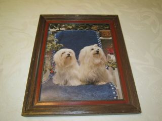 White Maltese Framed Color Picture Print - Dog Canine