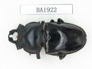 Beetle.  Neolucanus Sp.  China,  Se Yunnan,  Mt.  Daweishan.  1m.  Ba1922.