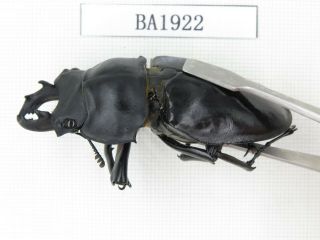 Beetle.  Neolucanus sp.  China,  SE Yunnan,  Mt.  Daweishan.  1M.  BA1922. 2