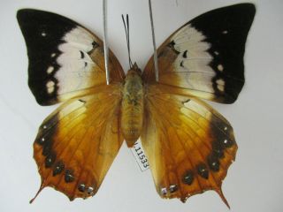 N11533.  Unmounted Butterflies: Charaxes Bernardus.  South Vietnam.