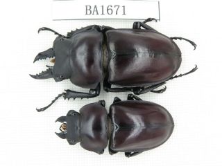 Beetle.  Neolucanus Sp.  China,  Guizhou,  Mt.  Leigongshan.  1p.  Ba1671.