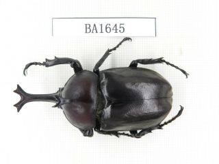 Beetle.  Trpoxylus Dichotomus Ssp.  China,  Guizhou,  Mt.  Leigongshan.  1m.  Ba1645