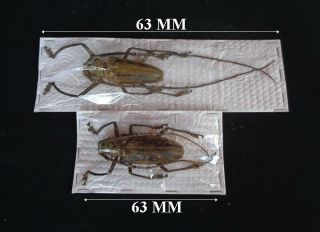 Cerambycidae/lamiinae: Batocera Wallacei Proserpina Pair