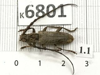K6801 Unmounted Insect Beetle Cerambycidae Vietnam Central