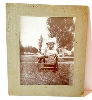 Cute Pet Dog Sitting On Chair Outside; Old Cabinet Photo C.  1900