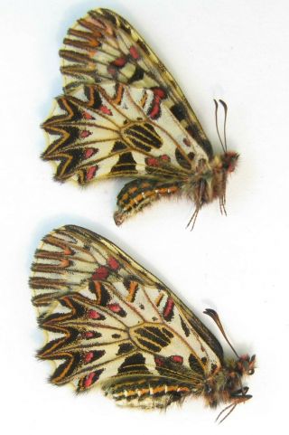 Zerynthia Polyxena Pair With Male A - Female A1 (papilionidae)