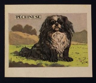 1939 Very Rare Italian Dog Card Pekingese