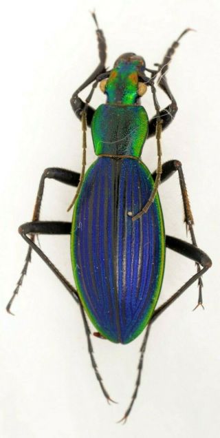 Ceroglossus Magellanicus Caburgansis Deuve,  1989 Coleoptera Carabidae