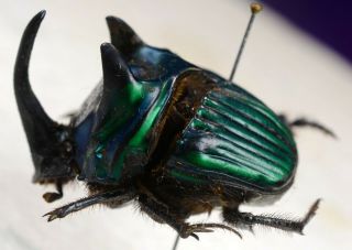 Oxysternon Conspicillatum Big Pair Coleoptera Scarabaeidae Scarabaeinae Phanaeus