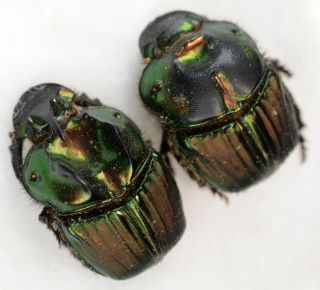 Phanaeus Menelas Pair From Argentina Coleoptera Scarabaeidae Scarabaeinae