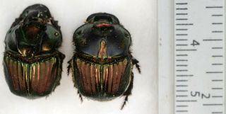 Phanaeus menelas PAIR from Argentina Coleoptera scarabaeidae scarabaeinae 2