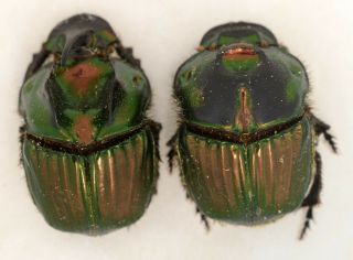 Phanaeus menelas PAIR from Argentina Coleoptera scarabaeidae scarabaeinae 3