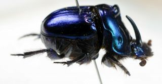 Phanaeus Saphirinus Big Male From Argentina Coleoptera Scarabaeidae Scarabaeinae
