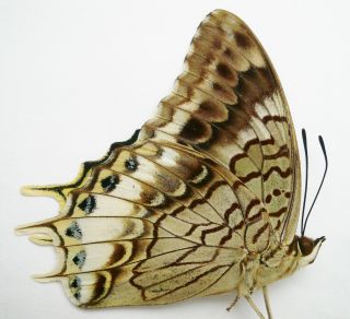 Charaxes Orilus Male From Timor Isl.
