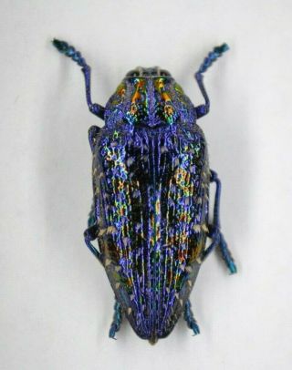 Polybothris Sumptuosa Gema Beetle Specimen Fast In Usa