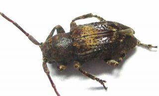 030 Mi : Cerambycidae Species? 6.  5mm