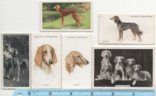 Saluki Persian Greyhound Tazi Dog Pet Canine 6 Different Vintage Ad Cards 4