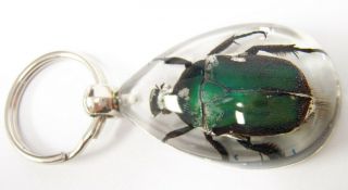 Insect Key Ring Blue Rose Chafer Beetle Specimen Sk09 Clear
